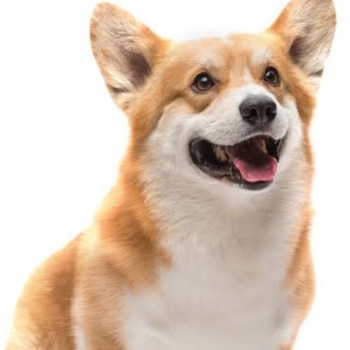 สมาชิกหมายเลข 5312529