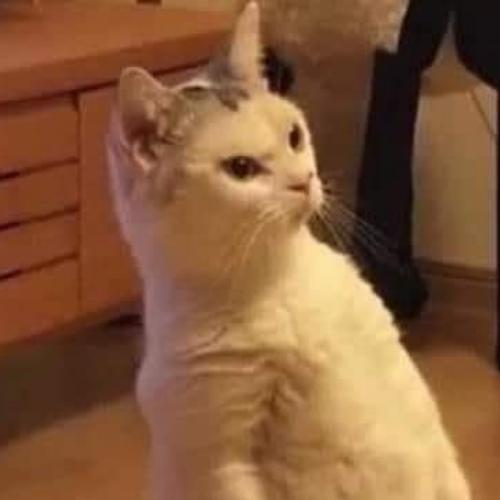 สมาชิกหมายเลข 6368850