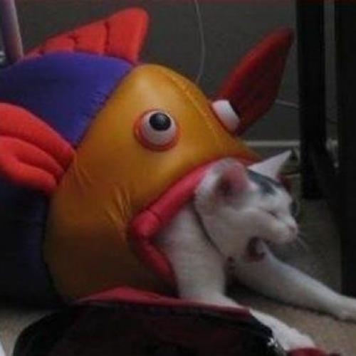 สมาชิกหมายเลข 7054384