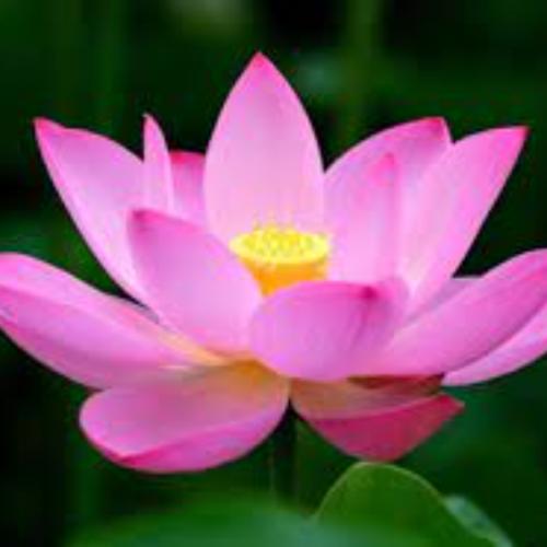 สมาชิกหมายเลข 8748707