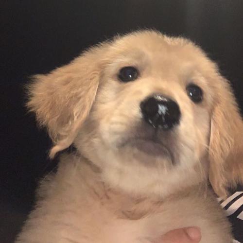 สมาชิกหมายเลข 8805828