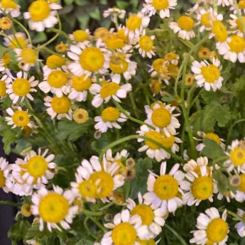 สมาชิกหมายเลข 7827883