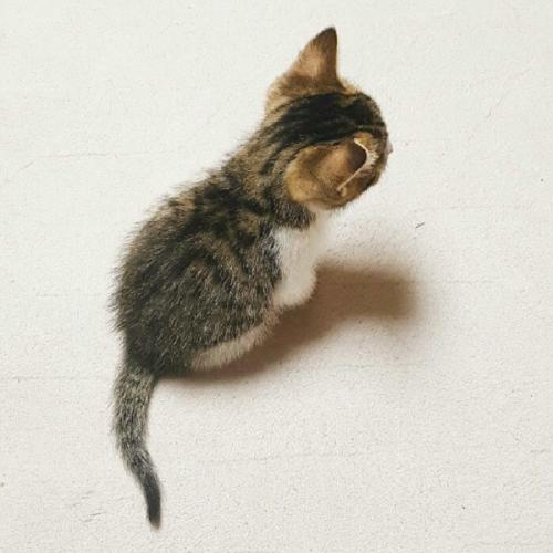 สมาชิกหมายเลข 4030140