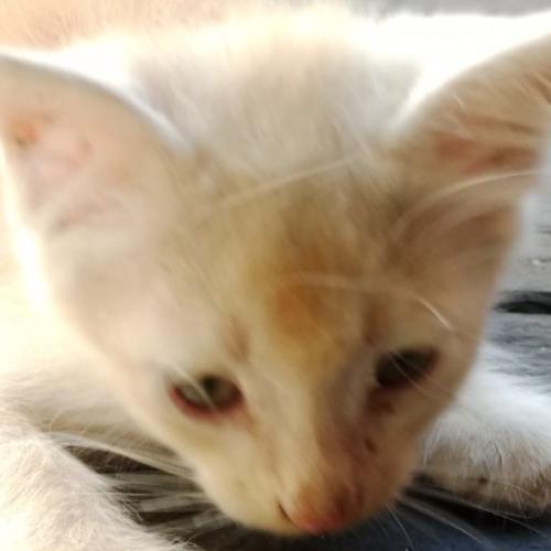 สมาชิกหมายเลข 8808029