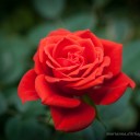 สมาชิกหมายเลข 3697922