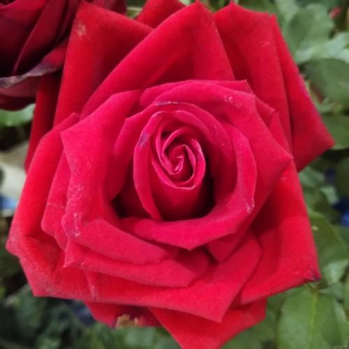 สมาชิกหมายเลข 2764539