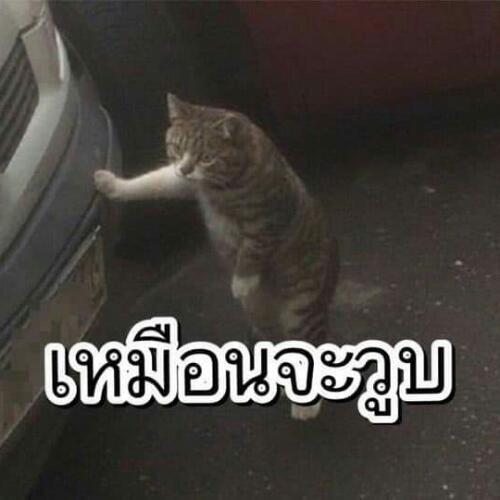 สมาชิกหมายเลข 5111906