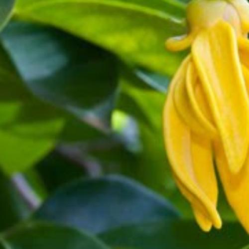 สมาชิกหมายเลข 4188328