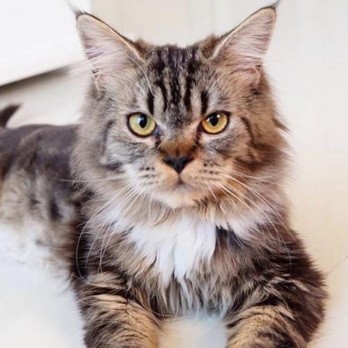 สมาชิกหมายเลข 6311429