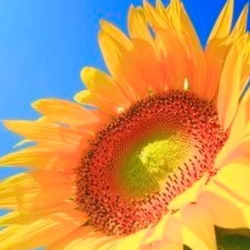 สมาชิกหมายเลข 5568283