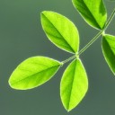 สมาชิกหมายเลข 1450336