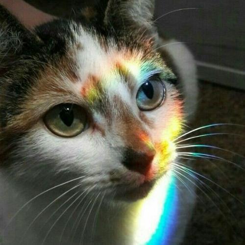 สมาชิกหมายเลข 4546395