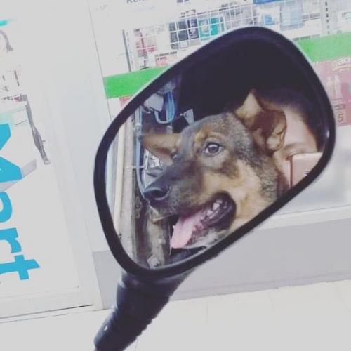 สมาชิกหมายเลข 4197061