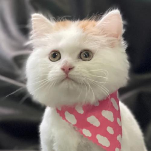 สมาชิกหมายเลข 2702514