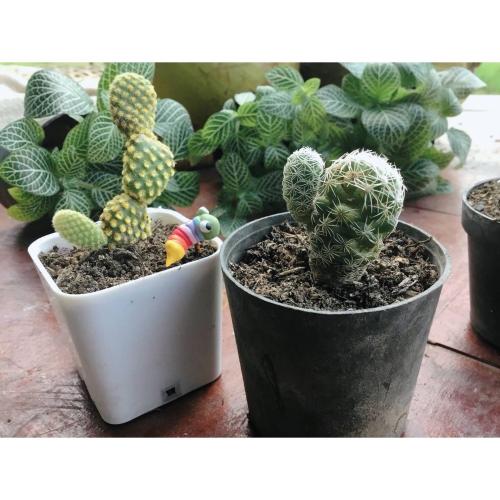 สมาชิกหมายเลข 4573382