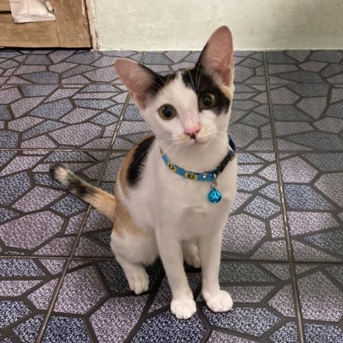 สมาชิกหมายเลข 6372828