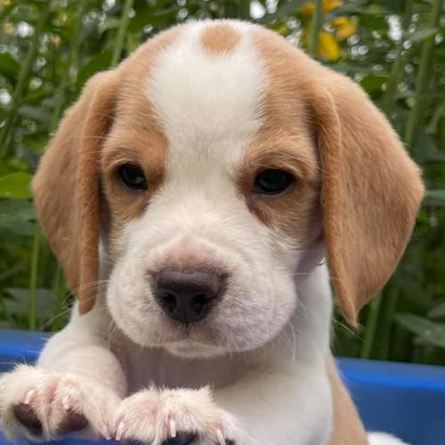 สมาชิกหมายเลข 7058540