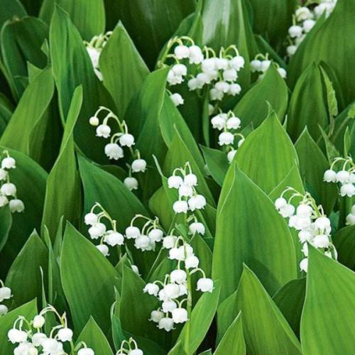 สมาชิกหมายเลข 8780712