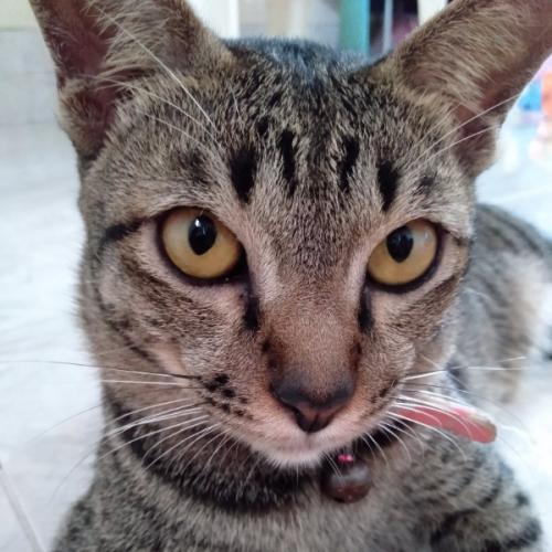 สมาชิกหมายเลข 4799738