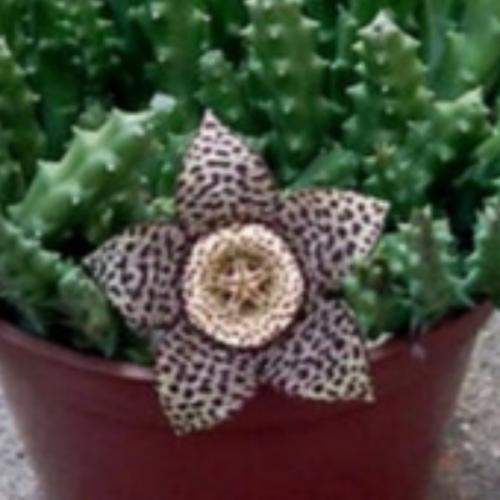 สมาชิกหมายเลข 5014058