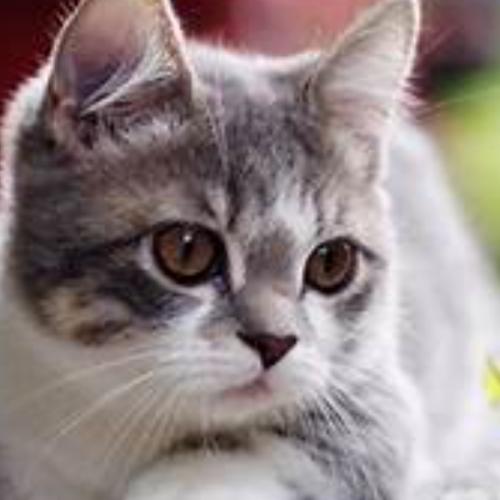 สมาชิกหมายเลข 7472868