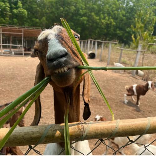 สมาชิกหมายเลข 5847220