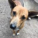 บ้านไม้หลังน้อยคอยช่างมาซ่อม