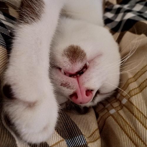 สมาชิกหมายเลข 4161404