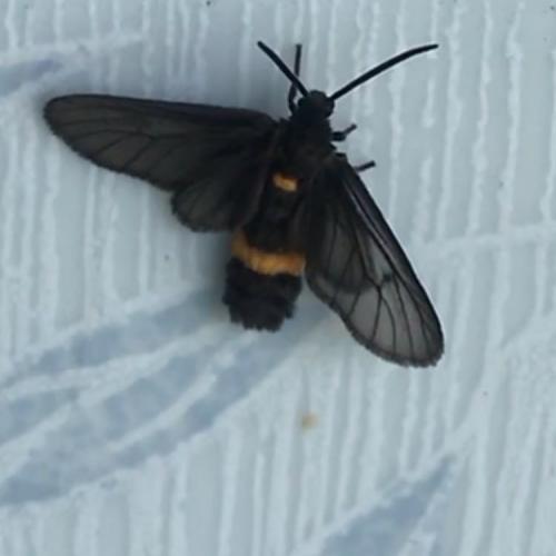 สมาชิกหมายเลข 4574034