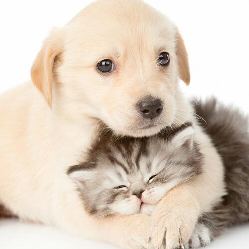 สมาชิกหมายเลข 4895951