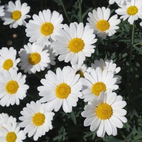 สมาชิกหมายเลข 8790696