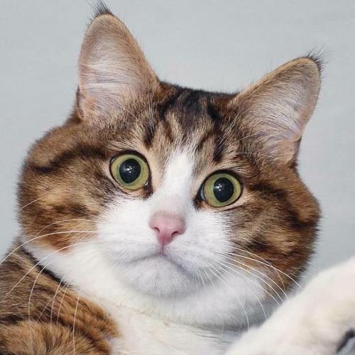 สมาชิกหมายเลข 1362756