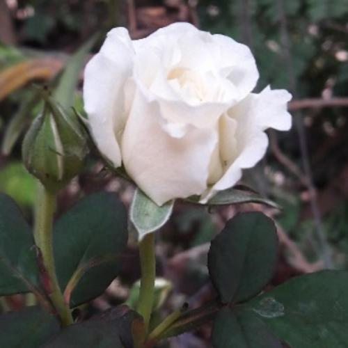 สมาชิกหมายเลข 7049223