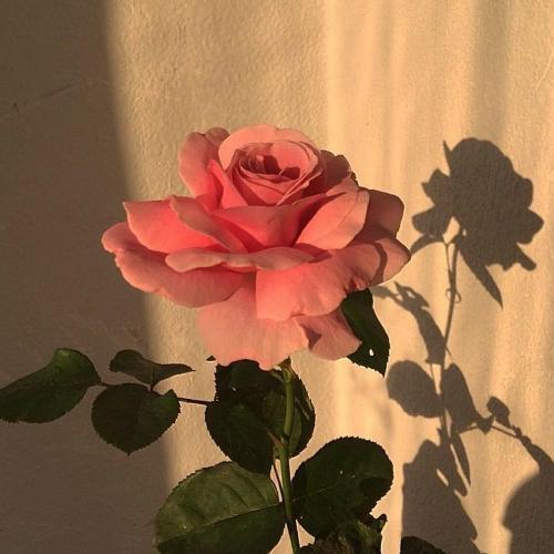 สมาชิกหมายเลข 4917266