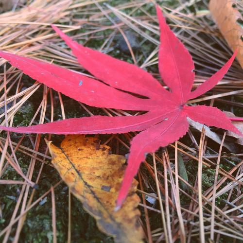 สมาชิกหมายเลข 4917396