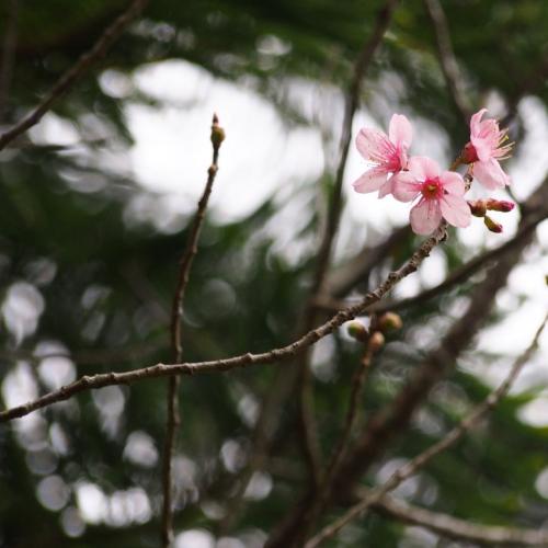 สมาชิกหมายเลข 4917416