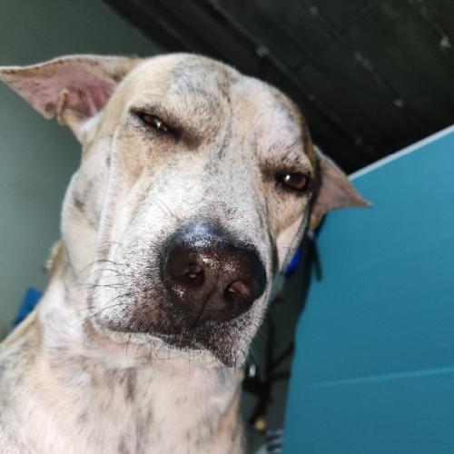 หยองก๋อย