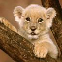 สมาชิกหมายเลข 2200463