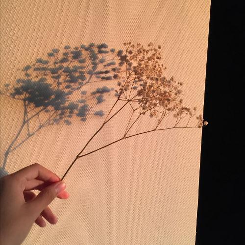 สมาชิกหมายเลข 5312394