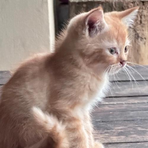 ดาวแมวน้อย