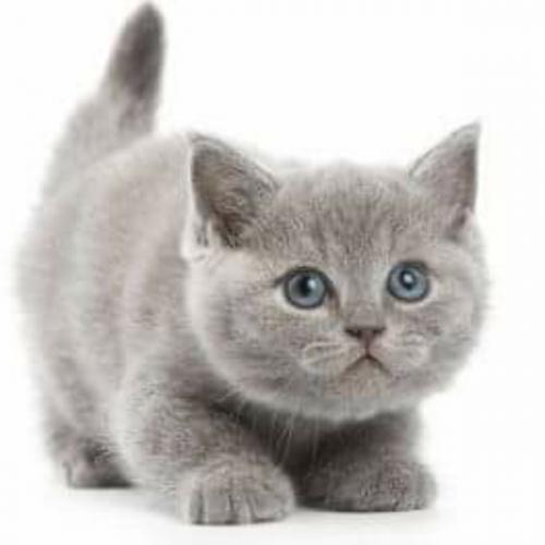 สมาชิกหมายเลข 3911229