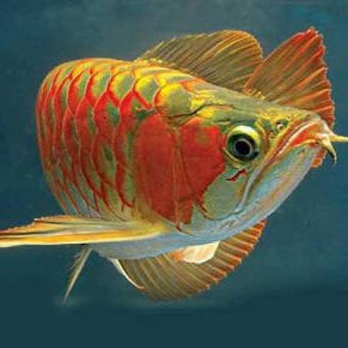 สมาชิกหมายเลข 4539155