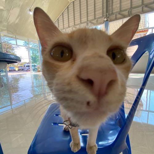 สมาชิกหมายเลข 4447227