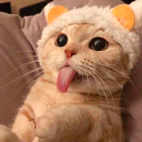 สมาชิกหมายเลข 5545670