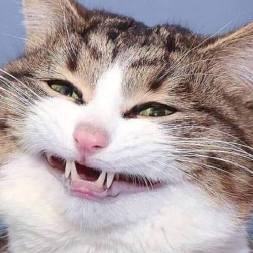 สมาชิกหมายเลข 6376892