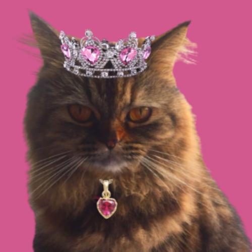 สมาชิกหมายเลข 7064336