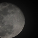 หมูน้อยมองพระจันทร์