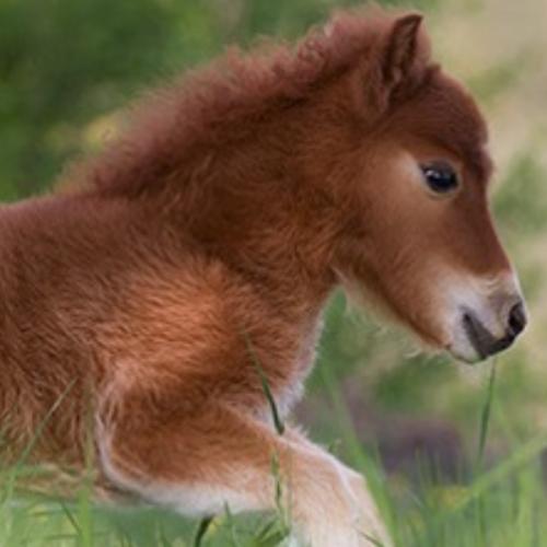 grabhorse
