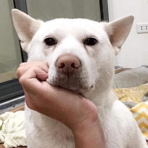 สมาชิกหมายเลข 4689180