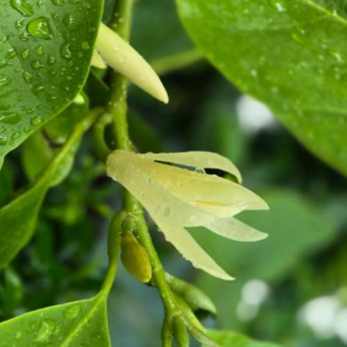 สมาชิกหมายเลข 6636555